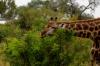 5 Dieters Afrikatour Krüger Nationalpark 3 5 Dieters Afrikatour Krüger Nationalpark 3