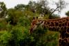 5 Dieters Afrikatour Krüger Nationalpark 5 5 Dieters Afrikatour Krüger Nationalpark 5