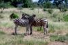 5 Dieters Afrikatour Krüger Nationalpark 3 5 Dieters Afrikatour Krüger Nationalpark 3