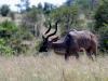 5 Dieters Afrikatour Krüger Nationalpark 4 5 Dieters Afrikatour Krüger Nationalpark 4