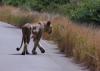6 Dieters Afrikatour Krüger Nationalpark 2 6 Dieters Afrikatour Krüger Nationalpark 2