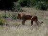 6 Dieters Afrikatour Krüger Nationalpark 4 6 Dieters Afrikatour Krüger Nationalpark 4