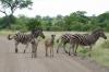 5 Dieters Afrikatour Krüger Nationalpark 5 Dieters Afrikatour Krüger Nationalpark
