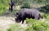 5 Dieters Afrikatour Krüger Nationalpark 5 5 Dieters Afrikatour Krüger Nationalpark 5