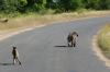 5 Dieters Afrikatour Krüger Nationalpark 3 5 Dieters Afrikatour Krüger Nationalpark 3