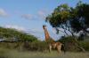 9 Afrika 2012 / Bayala Lodge 2 9 Afrika 2012 / Bayala Lodge 2