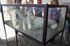 POMPEJI > Gipsabdruck eines Bewohners POMPEJI > Gipsabdruck eines Bewohners