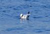 Insel Poel 2014 DSC_8109 Insel Poel 2014 DSC_8109