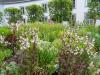 waldis BUGA > Blumen 014 waldis BUGA > Blumen 014