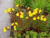 waldis BUGA > Blumen 015 waldis BUGA > Blumen 015