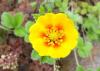 waldis BUGA > Blumen 016 waldis BUGA > Blumen 016