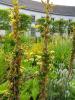 waldis BUGA > Blumen 029 waldis BUGA > Blumen 029