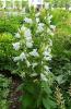 waldis BUGA > Blumen 033