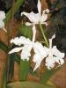 waldis BUGA>1.Tag>Blume005 waldis BUGA>1.Tag>Blume005