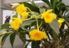 waldis BUGA>1.Tag>Blume010 waldis BUGA>1.Tag>Blume010
