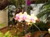 waldis BUGA>1.Tag>Blume026 waldis BUGA>1.Tag>Blume026