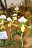 waldis BUGA>1.Tag>Blume029 waldis BUGA>1.Tag>Blume029