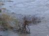 Ufer und angeschwemmter Müll Ufer und angeschwemmter Müll