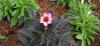 waldis BUGA > noch mal Blumen waldis BUGA > noch mal Blumen
