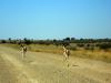 Namibia 2012/13 8 Namibia 2012/13 8