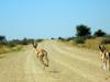 Namibia 2012/13 7 Namibia 2012/13 7