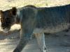 Kgalagadi Park 6 Kgalagadi Park 6