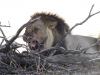 Kgalagadi Park 3 Kgalagadi Park 3