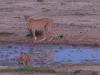 Kgalagadi Park 2 Kgalagadi Park 2