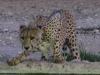 Kgalagadi Park 3 Kgalagadi Park 3
