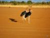 Namibia 2011/12 6