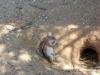 Kgalagadi Park 5 Kgalagadi Park 5