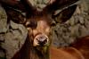 Tierpark Roseeg 4 Tierpark Roseeg 4