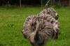 Tierpark Roseeg 6 Tierpark Roseeg 6