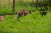 Tierpark Rosegg