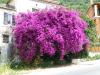 GR:Korfu>Bougainvillea1