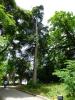 GR:Korfu>Kanoni>Mon Repos>Park6 GR:Korfu>Kanoni>Mon Repos>Park6