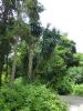 GR:Korfu>Kanoni>Mon Repos>Park11 GR:Korfu>Kanoni>Mon Repos>Park11