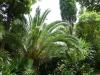 GR:Korfu>Kanoni>Mon Repos>Park12 GR:Korfu>Kanoni>Mon Repos>Park12