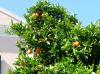 GR:Korfu>Orangenbaum GR:Korfu>Orangenbaum