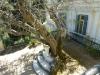 GR:Korfu>Achilleion>Terrasse>Musengarten>Olivenbaum GR:Korfu>Achilleion>Terrasse>Musengarten>Olivenbaum