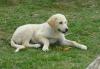 GR:Korfu>Lagune>Syvota>Hund3 GR:Korfu>Lagune>Syvota>Hund3