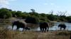 Chobe-01