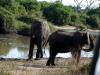 Chobe-02 Chobe-02