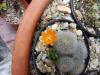 H:Lillafüred>Forellenhof>Blume9 H:Lillafüred>Forellenhof>Blume9