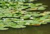 H:Lillafüred>Forellenhof>oberer Teich 003 H:Lillafüred>Forellenhof>oberer Teich 003