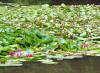 H:Lillafüred>Forellenhof>oberer Teich 002 H:Lillafüred>Forellenhof>oberer Teich 002