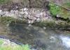 H:Lillafüred>Forellenhof>Goldforelle im Bach1 H:Lillafüred>Forellenhof>Goldforelle im Bach1