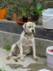 H:Lillafüred>Forellenhof>Terrier H:Lillafüred>Forellenhof>Terrier