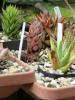 H:Lillafüred>Forellenhof>Blume6 H:Lillafüred>Forellenhof>Blume6