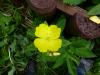 H:Lillafüred>Forellenhof>Blume3 H:Lillafüred>Forellenhof>Blume3